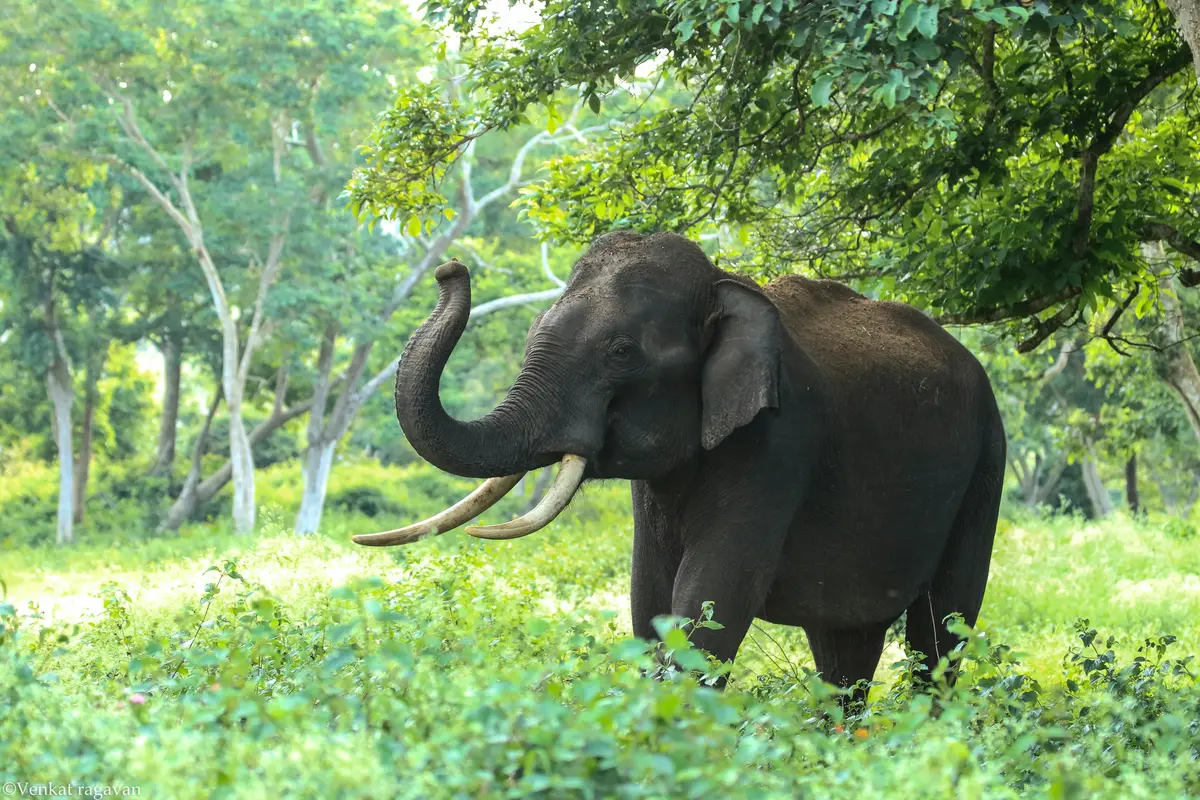 Wayanad Bandipur Coorg Tour