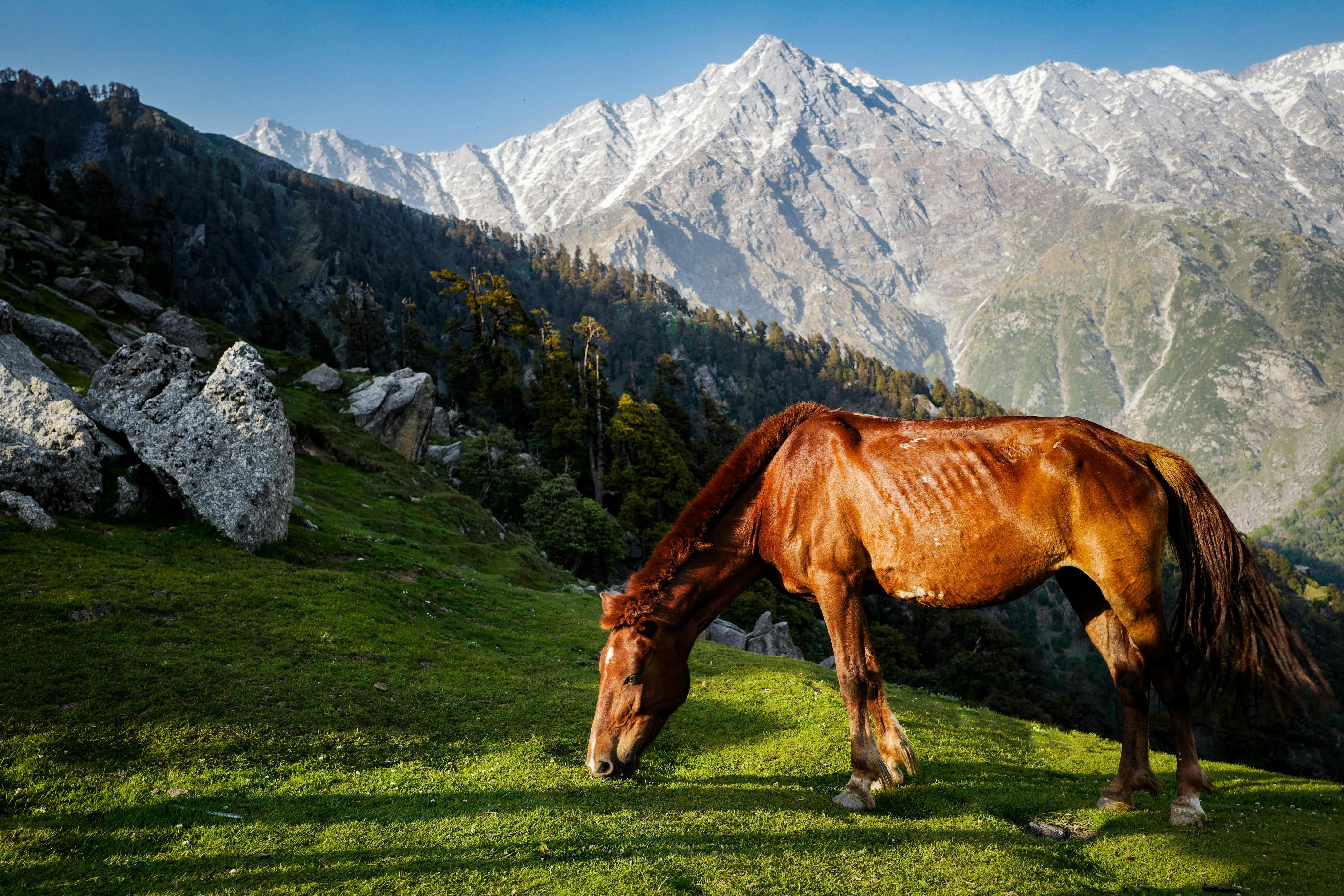 Enjoy the scenic Golden Pass Line from Interlaken to Montreux. Visit Chaplin’s World at Vevey.
