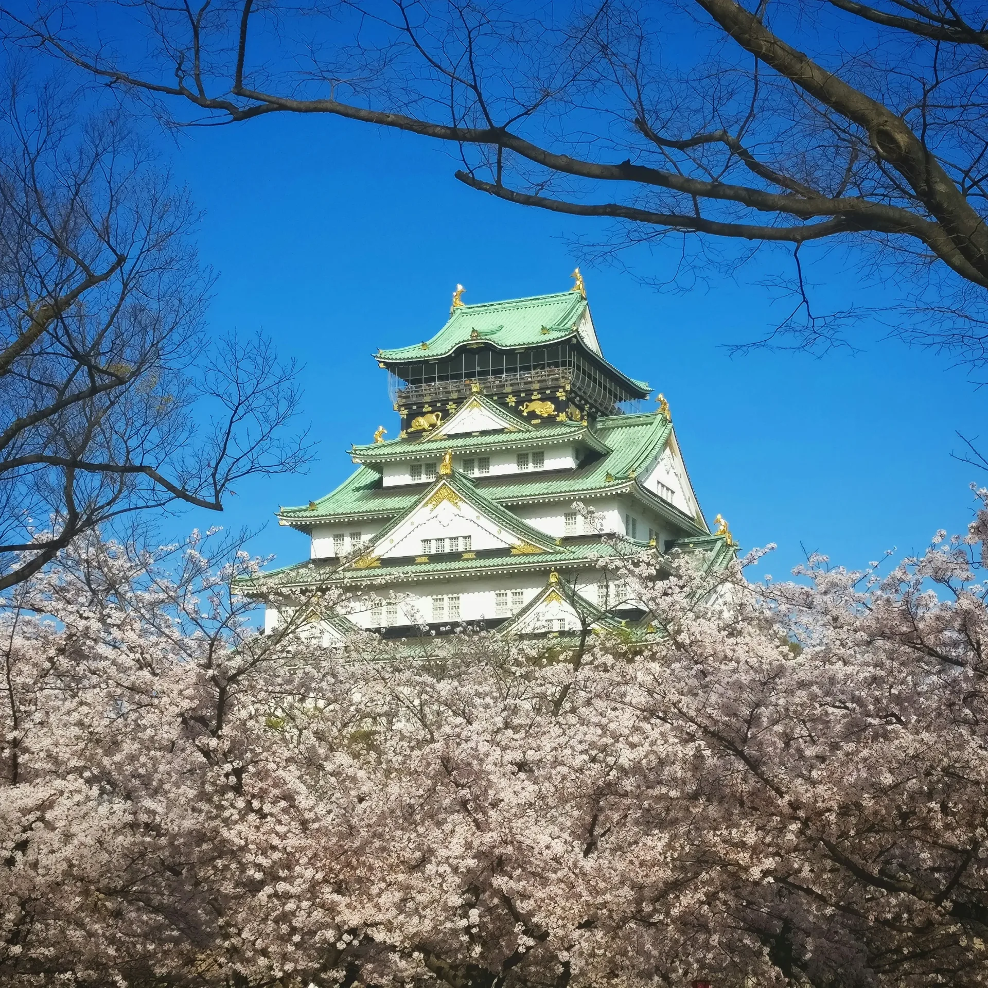 Nara Visit & Osaka City Highlights