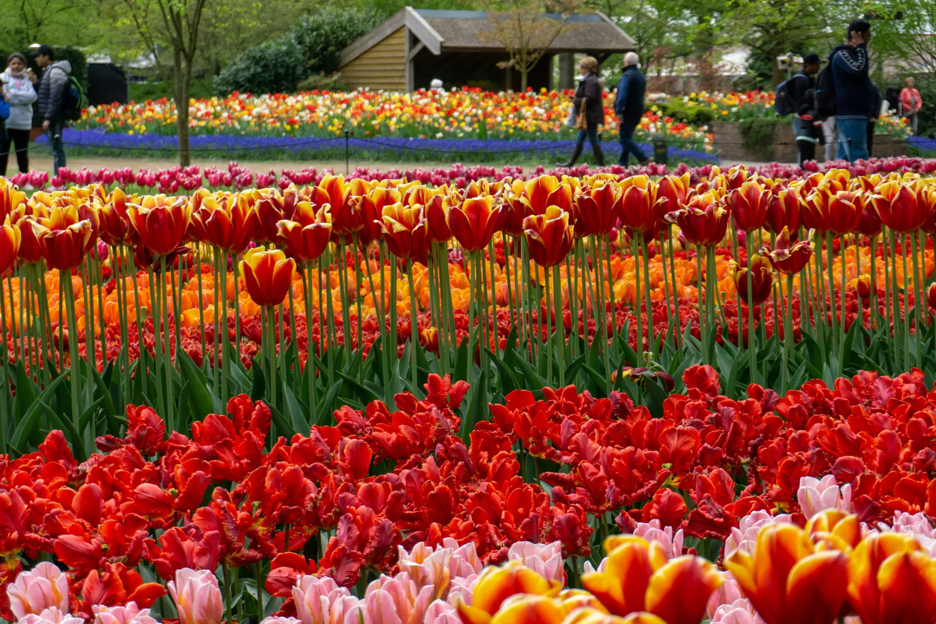 Visit Keukenhof Gardens (till 10th May). Visit picturesque Dutch Village of Windmills and Tradition (from 11th May). Explore Amsterdam with Canal Cruise. Drive to Germany.